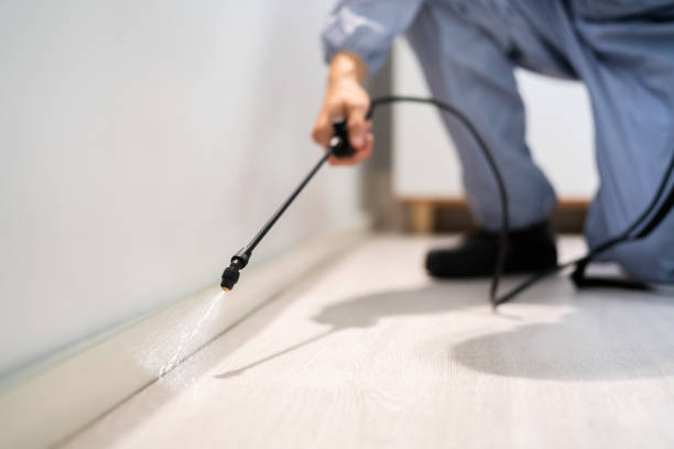 Certified termite inspector examining foundation in Largo